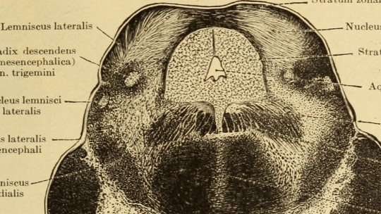 Ventral Tegmental Area: Anatomy, Functions and Disorders