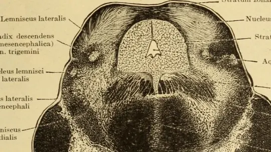 Ventral tegmental area anatomy functions and disorders