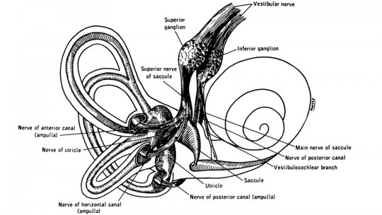 Vestibulocochlear Nerve: What it is and What Functions it Has