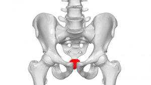 Vestigial Organs of the Human Body: What They Are, and