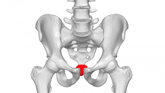 Vestigial Organs of the Human Body: What They Are, and