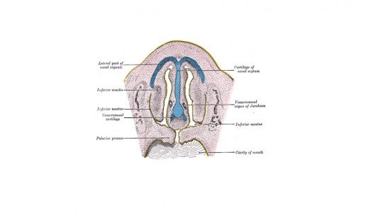 Vomeronasal Organ: What it Is, Location and Functions