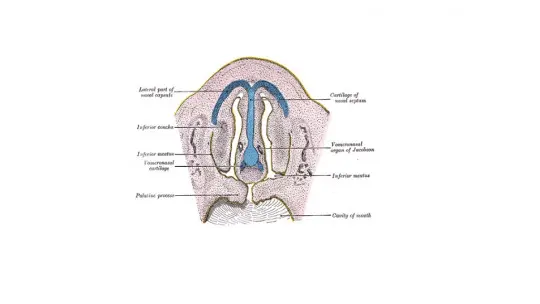 Vomeronasal Organ: What it Is, Location and Functions Vomeronasal Organ: What it Is, Location and Functions