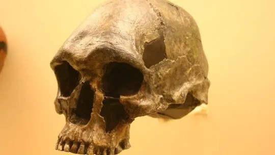 Were People with Disabilities Cared for in Prehistory? Were People with Disabilities Cared for in Prehistory?