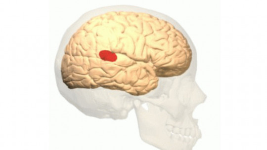 Wernicke's Area: Anatomy, Functions and Disorders