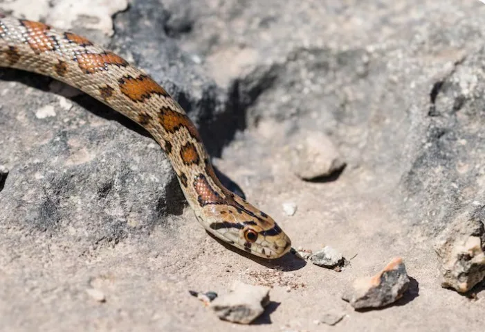 What Are the Core Symptoms of Ophidiophobia?