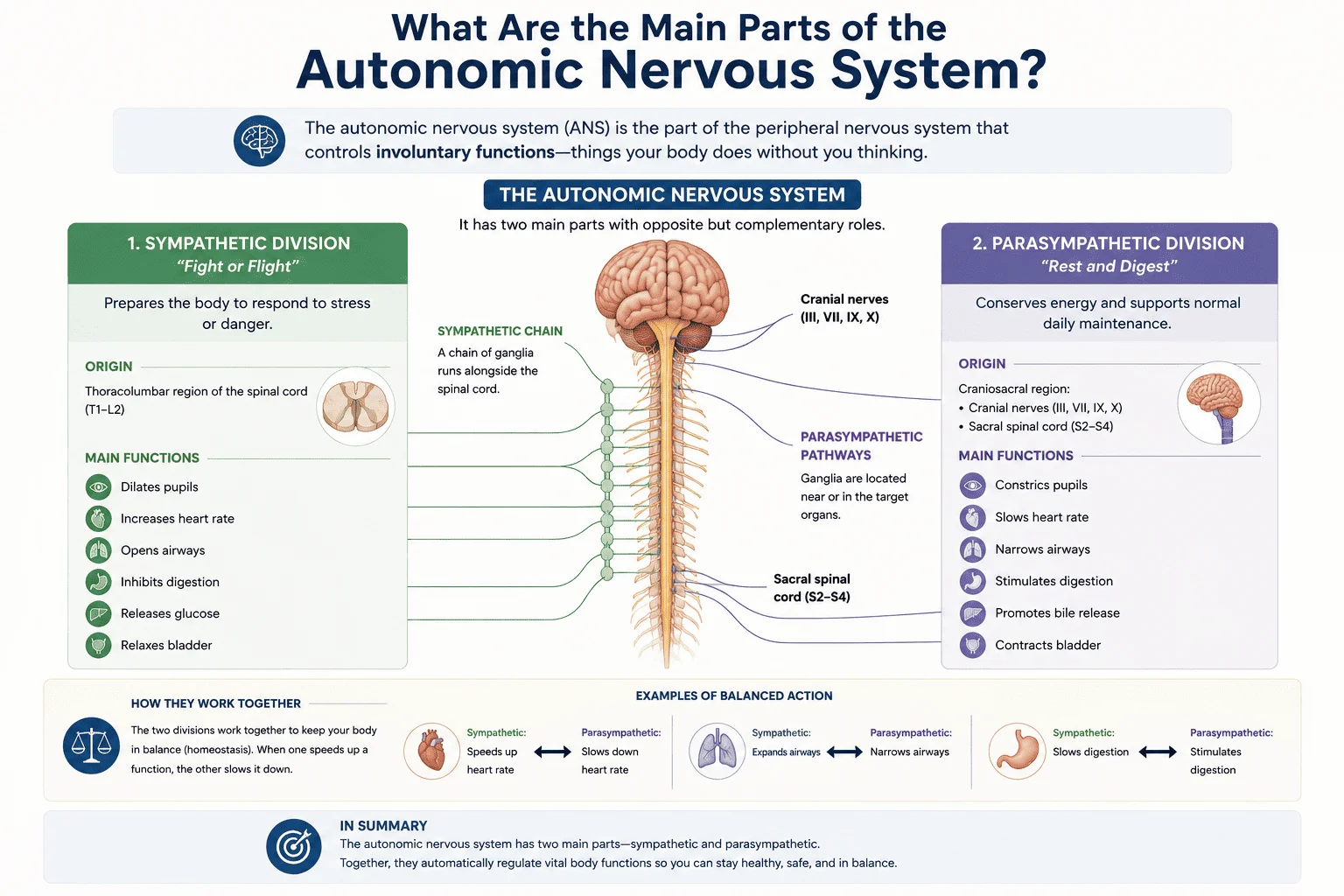 What Are the Main Parts of the Autonomic Nervous System?