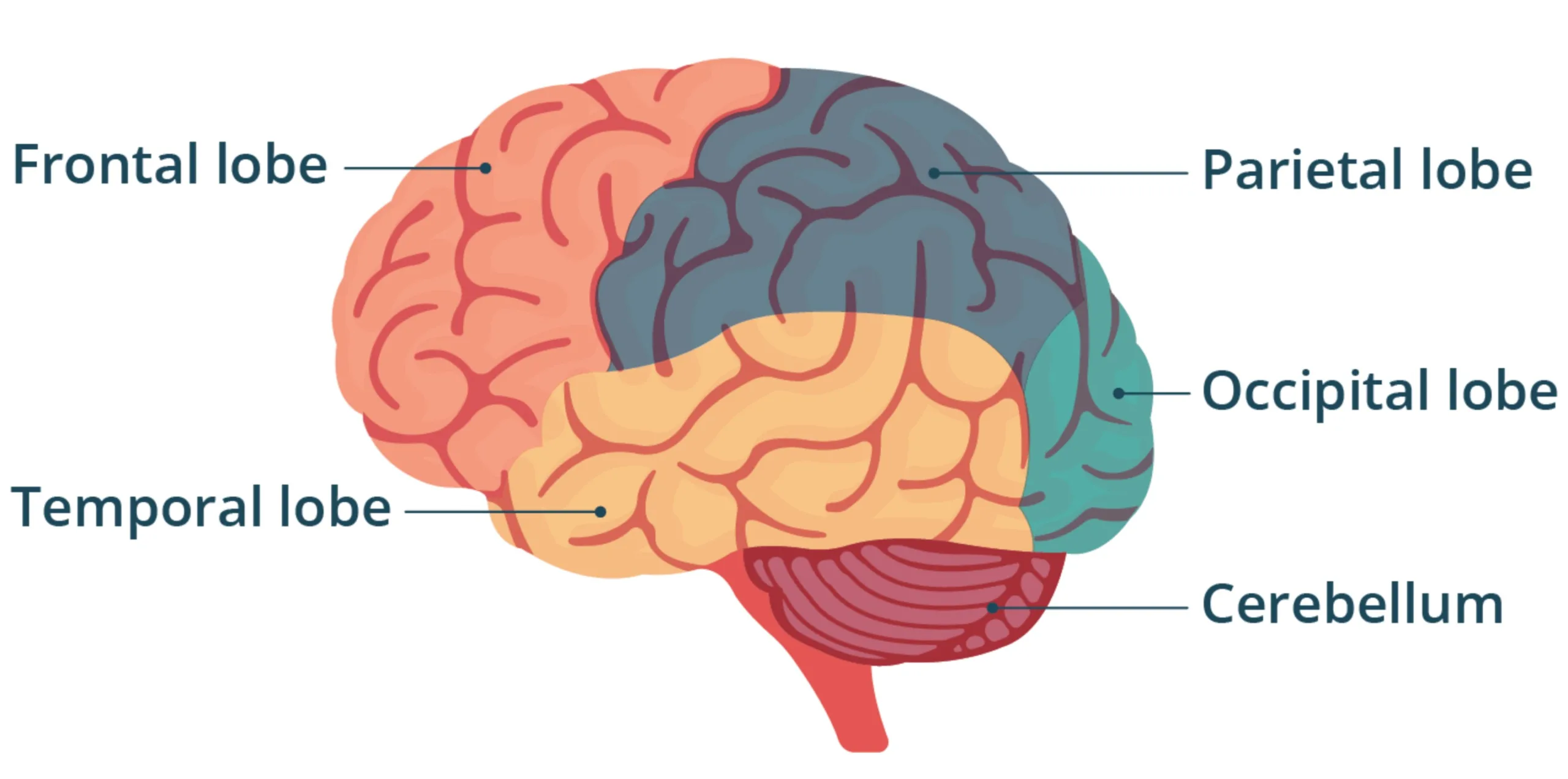 What Are the Main Parts of the Brain Within the CNS?