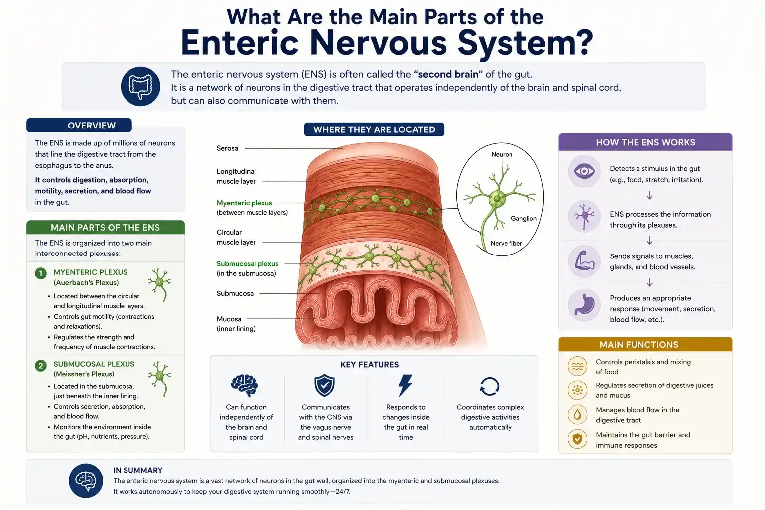 What Are the Main Parts of the Enteric Nervous System?