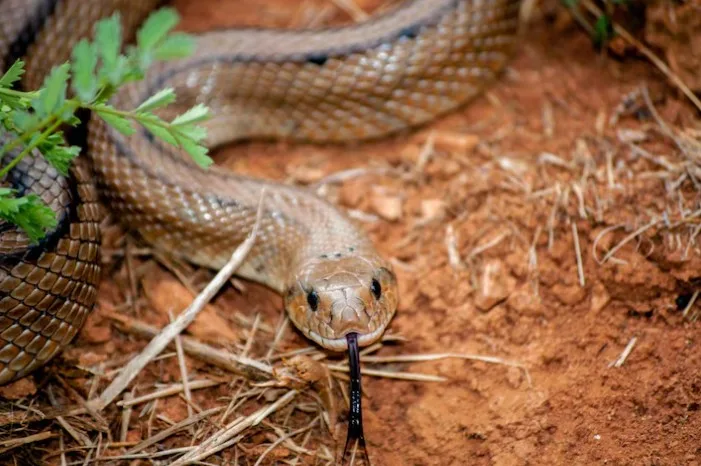 What Causes Ophidiophobia to Develop?