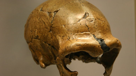 What Are Hominids? Characteristics and the 8 Main Species