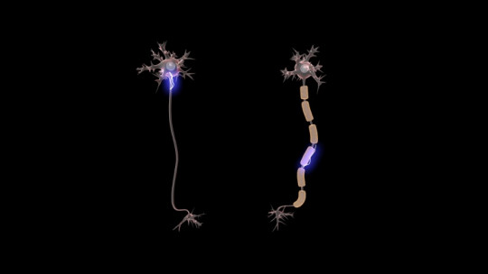 Parts of the neuron