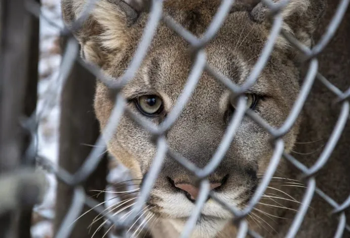 What does zoochosis look like in captive animals?