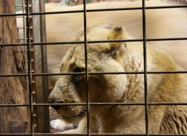 What is happening in the animal's brain?