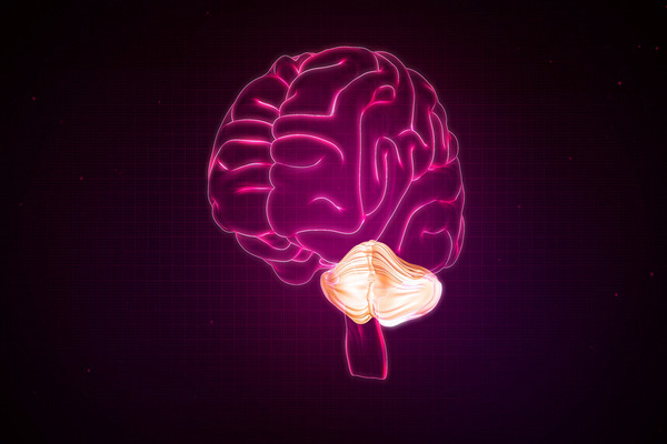 Functions of the cerebellum