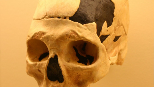 What is the Origin of Homo Sapiens?