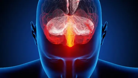 What Makes the Human Brain so Special? What Makes the Human Brain so Special?