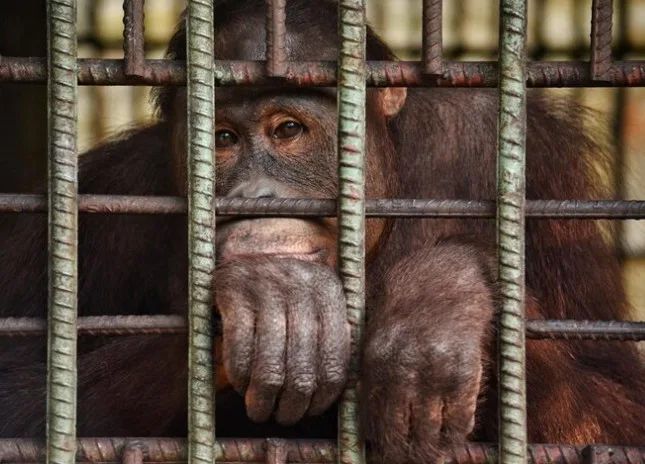 Which captive animals are most affected?