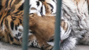 Zoochosis: What it is and How it Appears in Captured