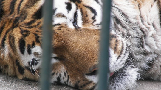 Zoochosis: What it is and How it Appears in Captured