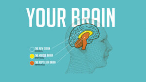 ​the Model of the 3 Brains: Reptilian, Limbic and Neocortex