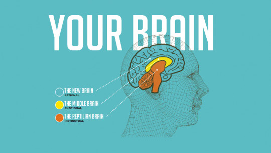 ​the Model of the 3 Brains: Reptilian, Limbic and Neocortex