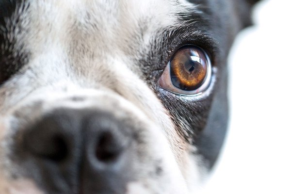 Cynophobia: the Irrational Phobia of Dogs