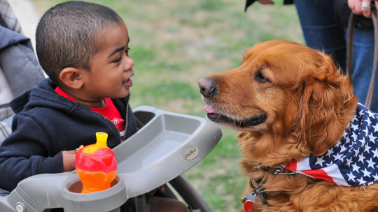 Animal Assisted Intervention: a Special Therapy