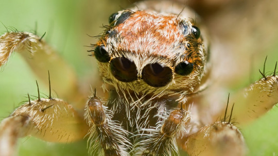 Arachnophobia: Causes and Symptoms of Extreme Fear of Spiders