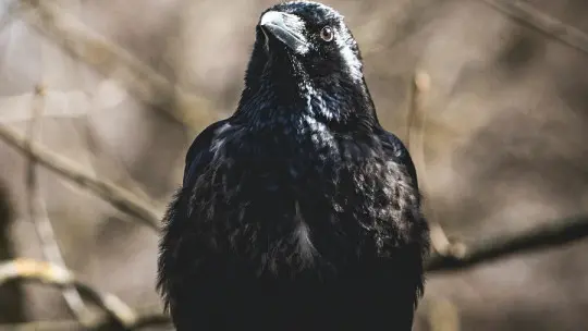 Do Birds Have Self-awareness? Do Birds Have Self Awareness?