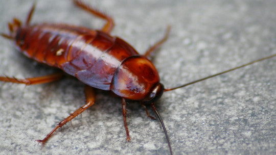 Fear of Cockroaches (blatophobia): Causes, Symptoms and Consequences