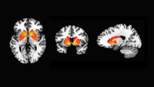 Exploring Cognitive Processes: Neuropsychological Assessment