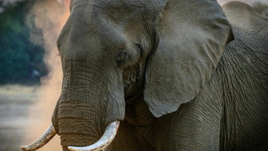 The Intelligence of Elephants