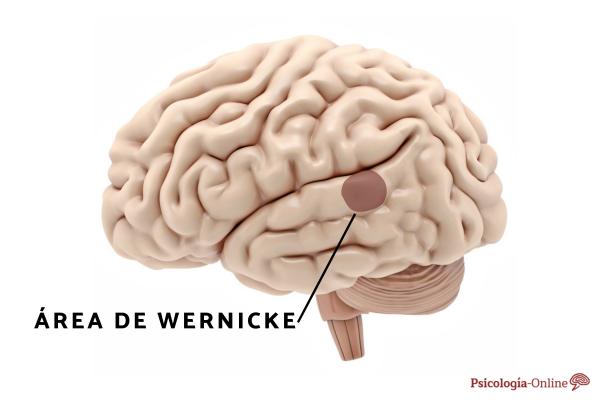 Wernicke's aphasia: what it is, symptoms, causes and treatment - What is Wernicke's aphasia