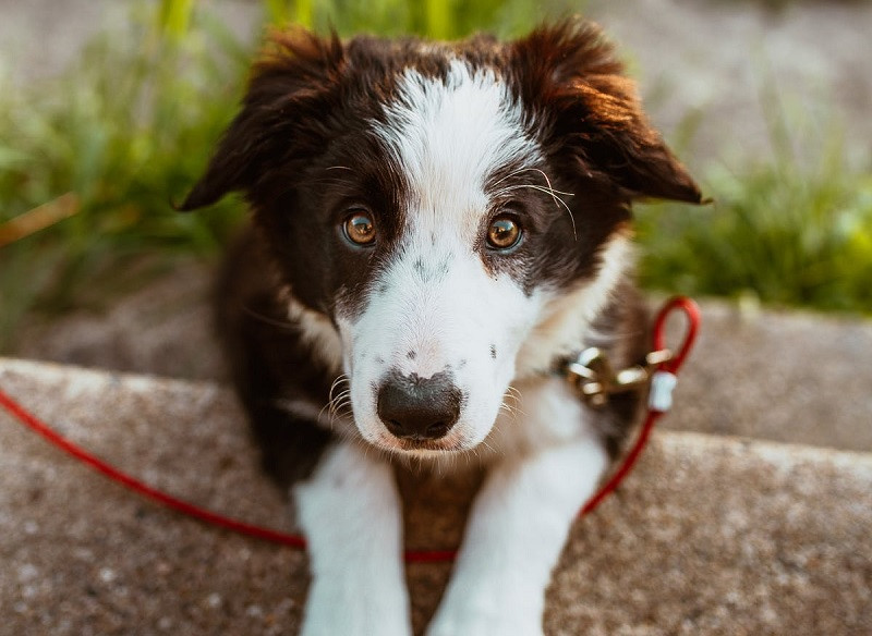 Cynophobia treatment