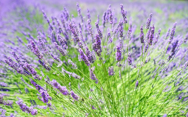 Lavender