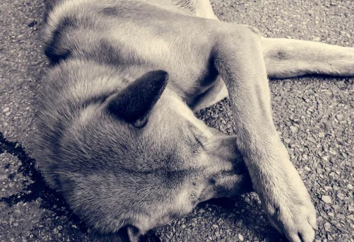 Grief, Depression and Self-Destructive Behavior in Animals