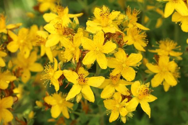 How to take St. John's Wort for depression