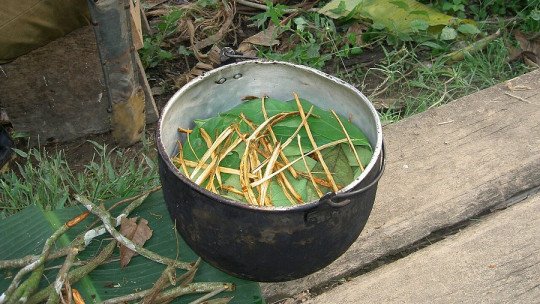 The risks of Ayahuasca consumption