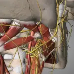 The Vagus Nerve, the Catalyst of Our Relaxation System