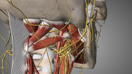 The vagus nerve, the catalyst of our relaxation system