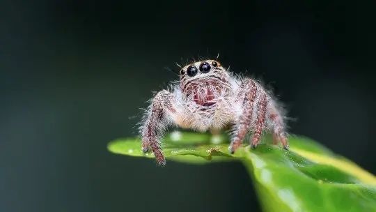 What Are the Most Common Fears of Animals?