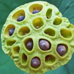 Trypophobia (fear of Holes): Causes, Symptoms and Treatment