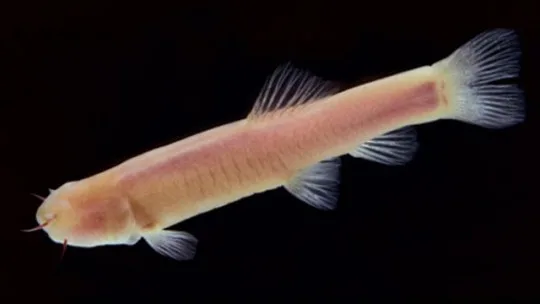 A Fish Helps the Study of Mental Disorders | 2026