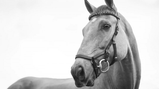 Horse therapy to treat addictions