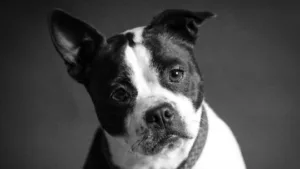 Dog Phobia (cynophobia): Causes, Symptoms and Treatment