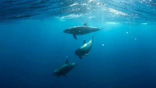 Dolphin Assisted Therapy: Acoustic Waves That Heal