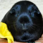 Guinea Pigs Have a Positive Effect on Young People with