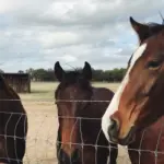 Horse Therapy: an Alternative Therapeutic Resource