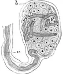 Krause Corpuscles: What They Are, Characteristics and Functions